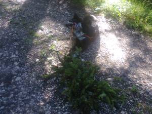 il brik ha deciso di scortecciare il nostro prossimo albero di natale