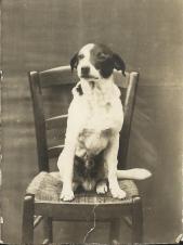 Medor (meticcio di fine Ottocento)