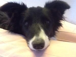 10913457_10205571971041653_1142133450_n