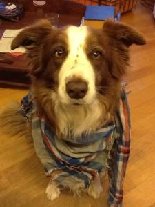 10954042_10205571992962201_1782235261_n