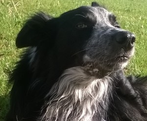 WP_20150419_09_13_40_Pro