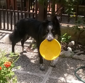 WP_20150625_13_02_30_Pro