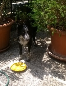 WP_20150625_13_02_43_Pro