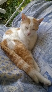 WP_20150709_09_12_52_Pro