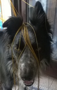 WP_20150807_17_01_58_Pro