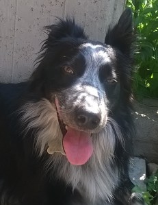 WP_20150721_10_32_34_Pro