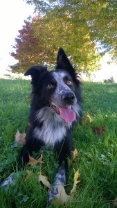 WP_20151031_09_18_25_Pro