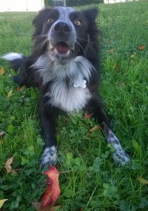 WP_20151031_09_17_57_Pro