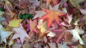 WP_20151111_09_23_48_Pro