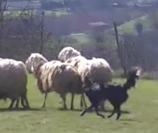 Istantanea 10 (12-02-2016 22-06)