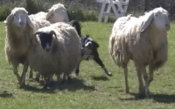 Istantanea 8 (12-02-2016 22-04)