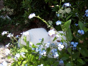 Indi tra i non ti scordar di me