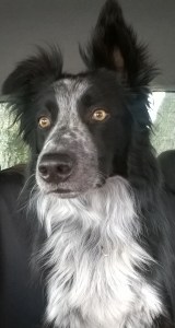 WP_20160609_14_59_29_Pro (2)