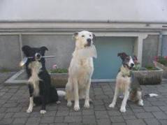 14169648_1300936506598092_1990640363_n