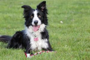 14218006_1300945623263847_495540819_n