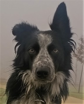 wp_20161210_10_40_29_pro-2